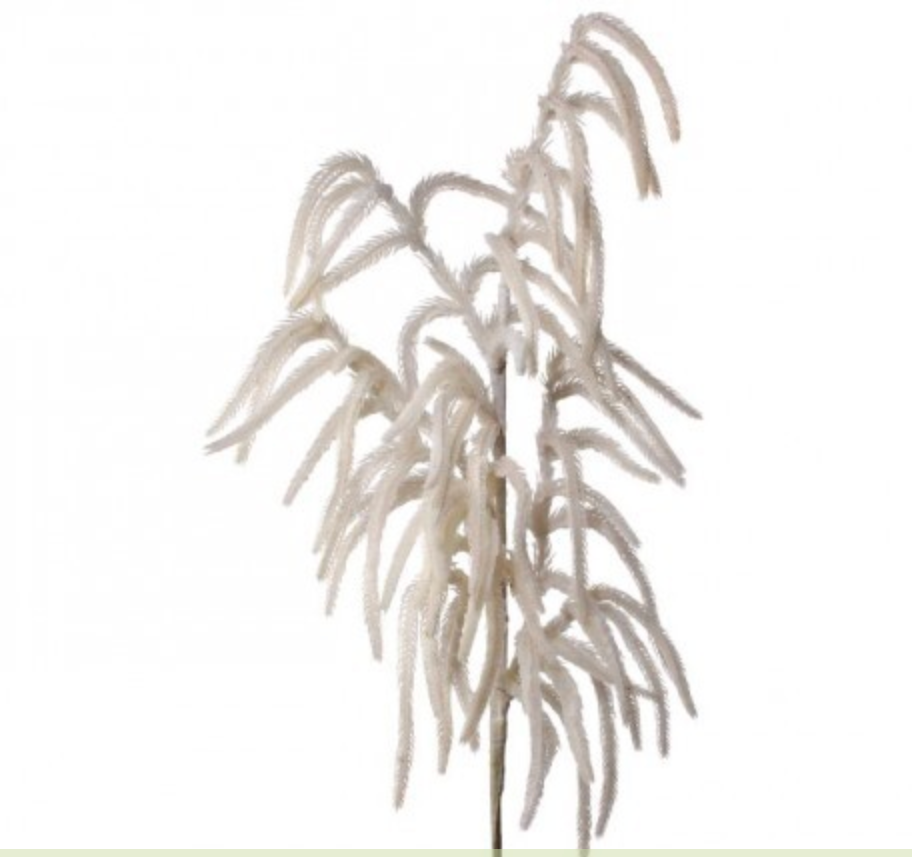 Espiga Pino Norfolk Blanco 36"