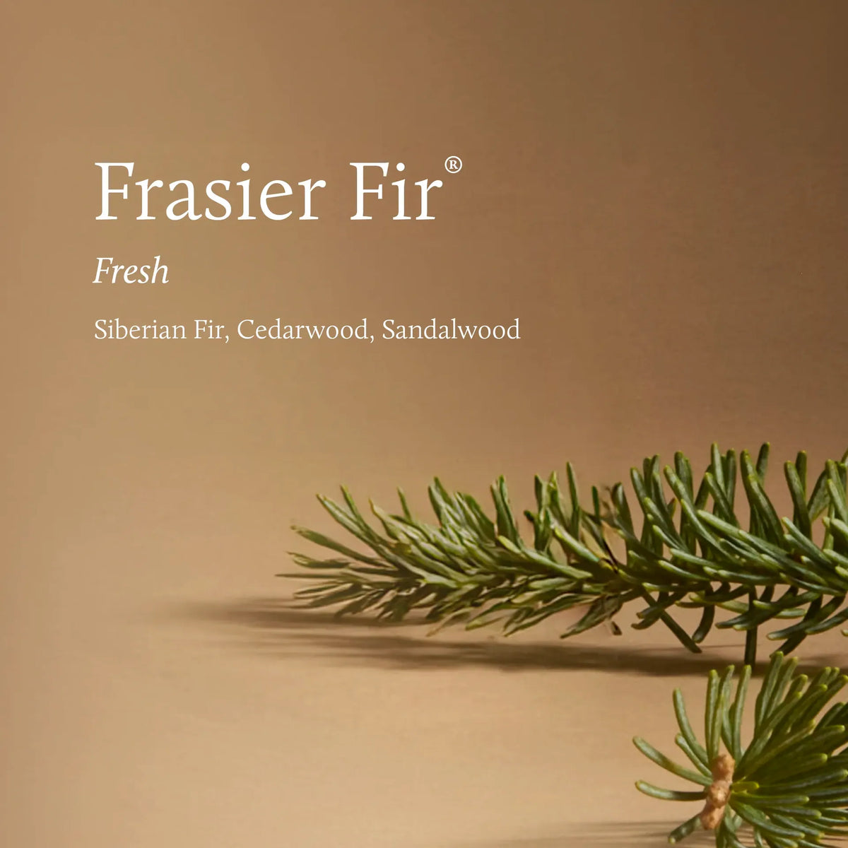 Fraser Fir Diffusor Medium Tidings