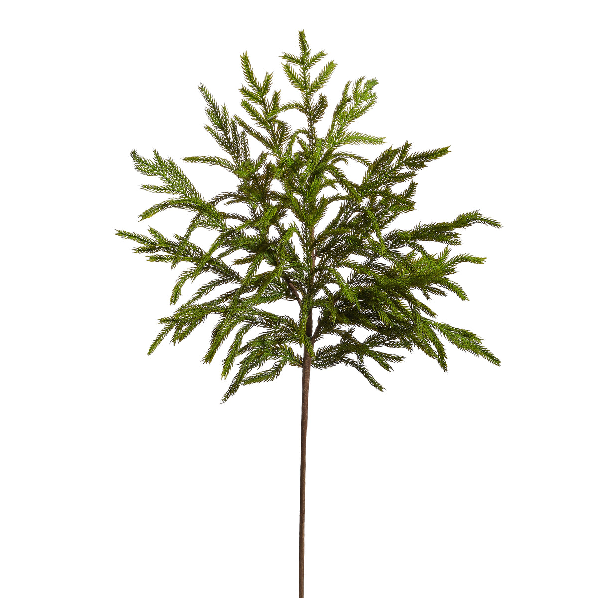 33" Norfolk Pine Spray Pre-Venta DISPONIBLE 7-9 NOVIEMBRE