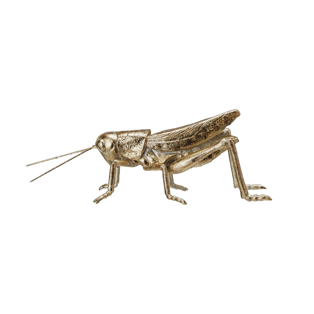 Golden Grasshopper