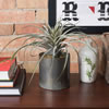 Tillandsia Pick